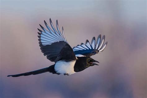 fun facts about magpies