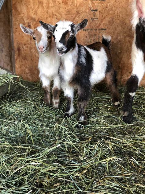 fun facts about nigerian dwarf goats