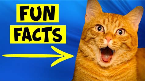 fun facts about orange cats