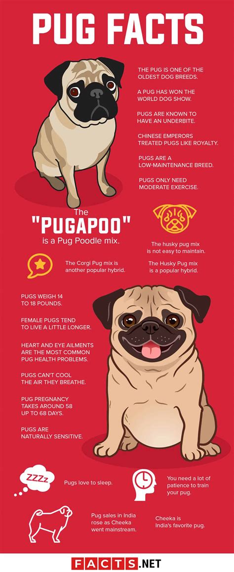 fun facts about pugs