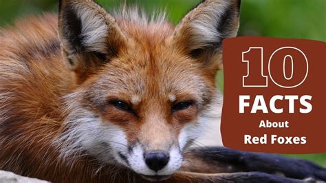 fun facts about red foxes for kids