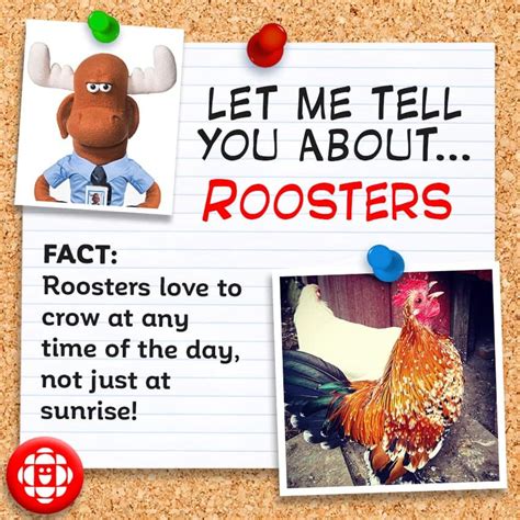 fun facts about roosters