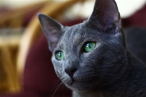 fun facts about russian blue cats