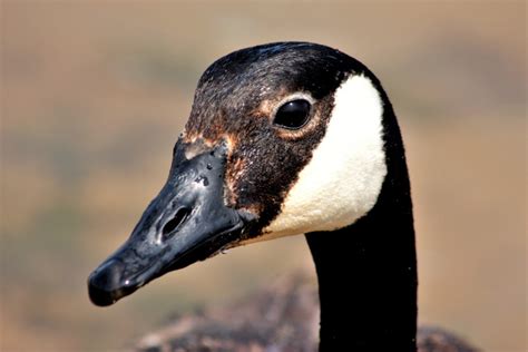 fun facts about the canadian goose