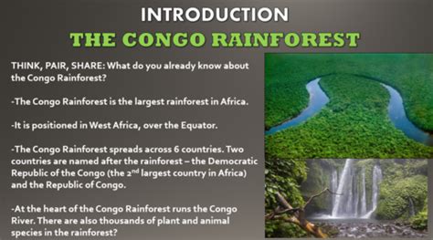 fun facts about the congo rainforest
