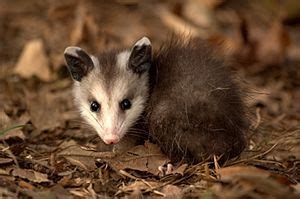 fun facts about virginia opossum