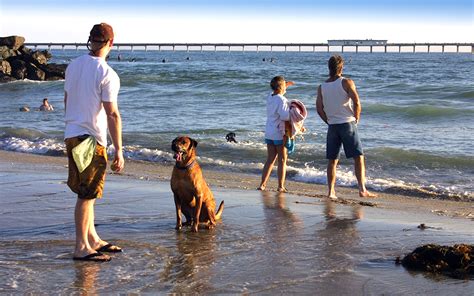 fun things to do with your dog in san diego