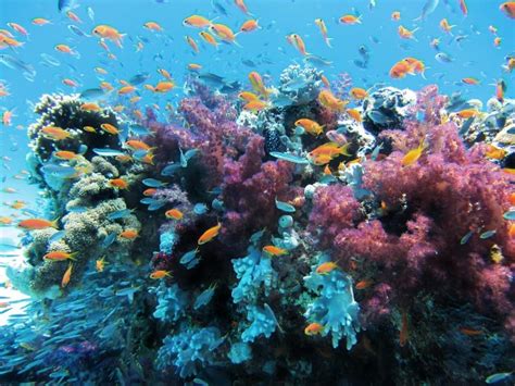 Puzzle 1000 Arrecife De Coral De Castorland