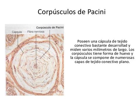 Capitulo 46