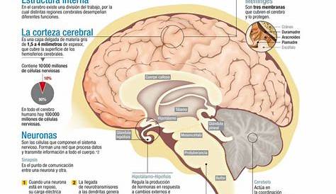 Diez curiosidades sobre el funcionamiento del cerebro humano