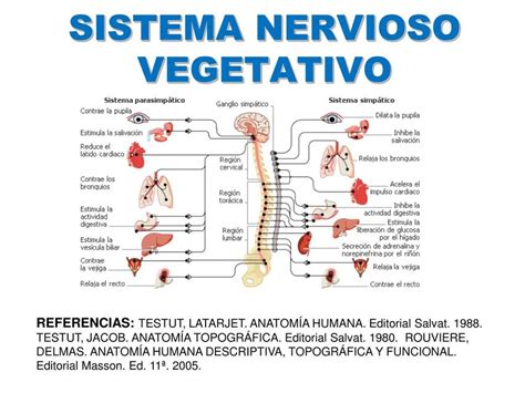 funciones del sistema nervioso vegetativo