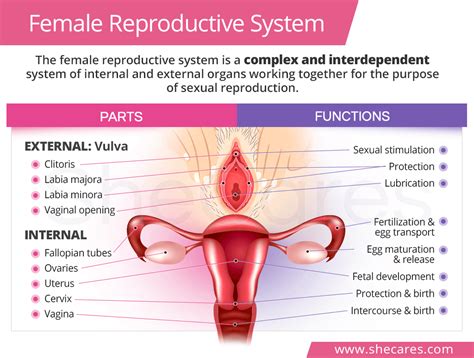 function Of The Female Reproductive System