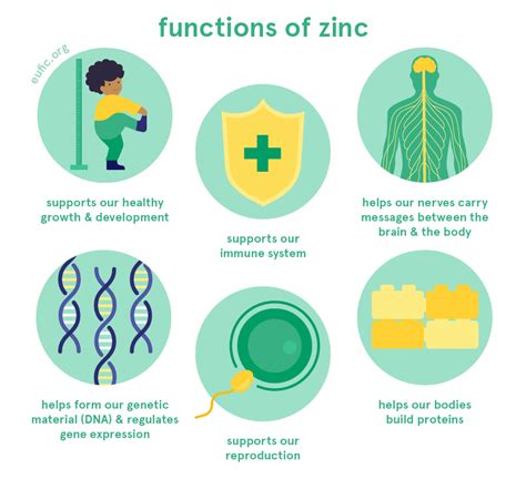 Why Zinc Is So Important For Your Body’s Functions