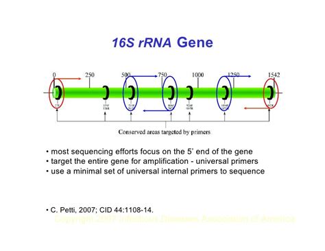 function of 16s rrna