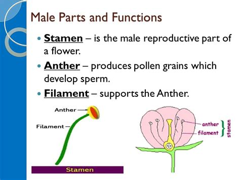 function of anther and filament class 10