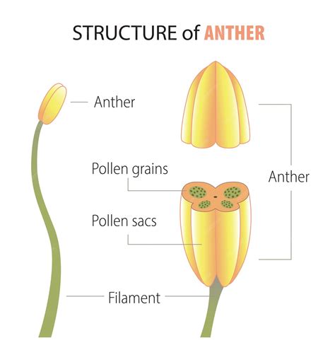 function of anther class 10