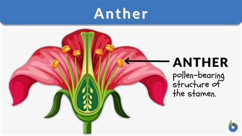 function of anther in flower class 10