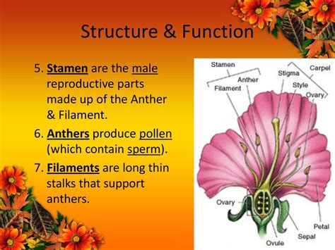 function of anther in flower class 5
