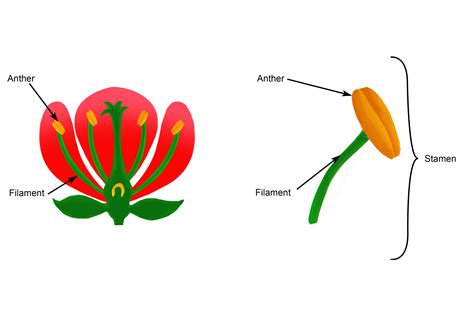function of anther in flower class 9