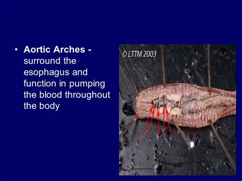 function of aortic arches in earthworm