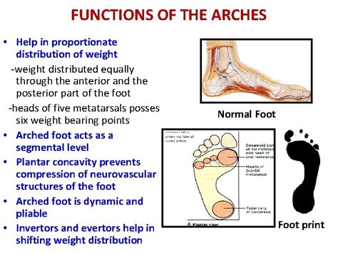 function of arches