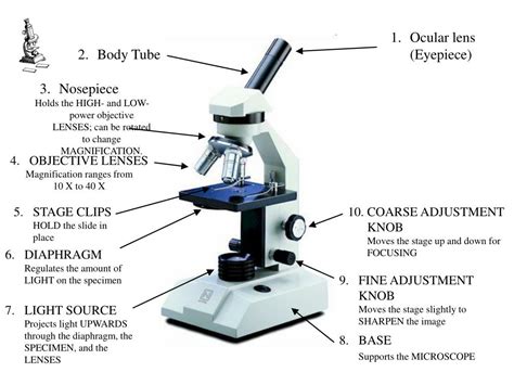Function Of Body Tube In A Light Microscope