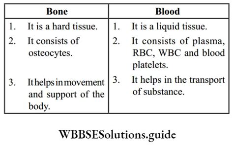 function of bone cell class 9