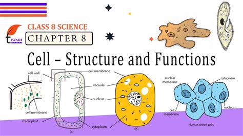 function of cell class 8