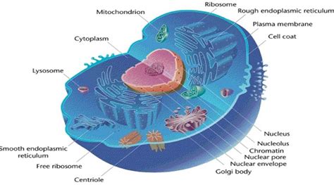 function of cell class 9