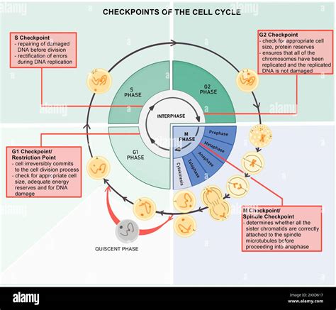 Function Of Cell Cycle Checkpoints