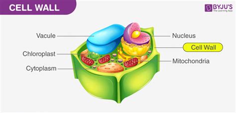 function of cell wall class 9