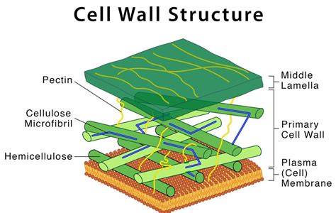 function of cell wall class 9 in points
