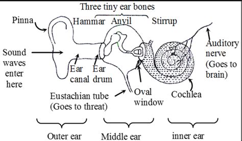 function of cochlea in human ear class 8