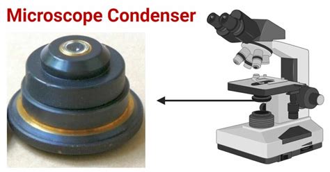 Function Of Condenser In The Microscope