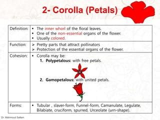 Function Of Corolla