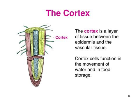 function of cortex cells in plants