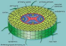 function of cortex in plant cell