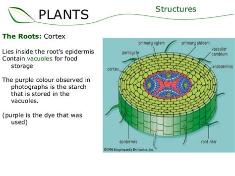 function of cortex in plants