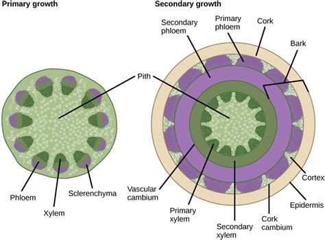 function of cortex in plants stem