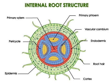 function of cortex in roots