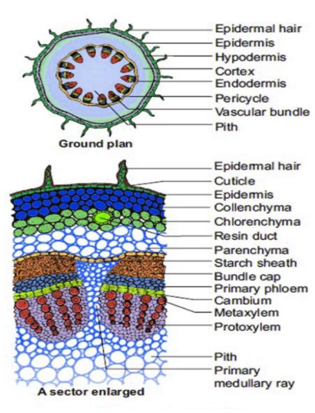 function of cortex in stem