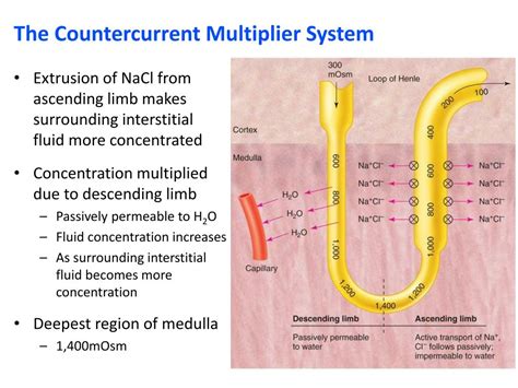 Function Of Countercurrent Multiplier