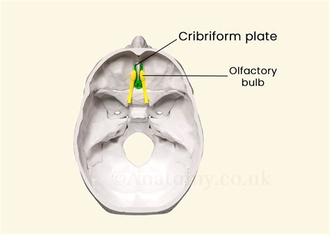 Function Of Cribriform Plate