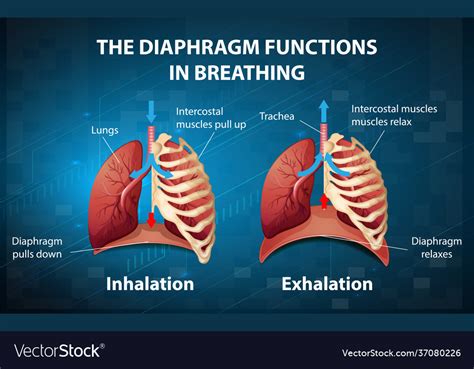 Function Of Diaphragm