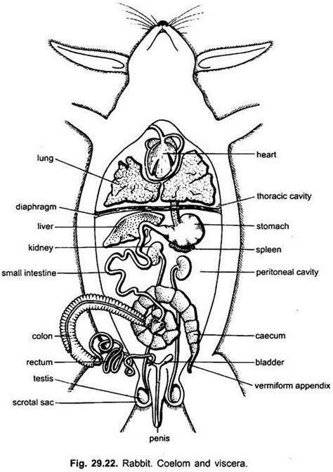 Function Of Diaphragm In Rabbit