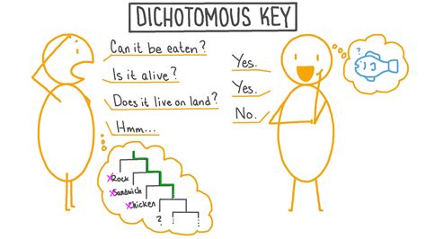 Function Of Dichotomous Keys