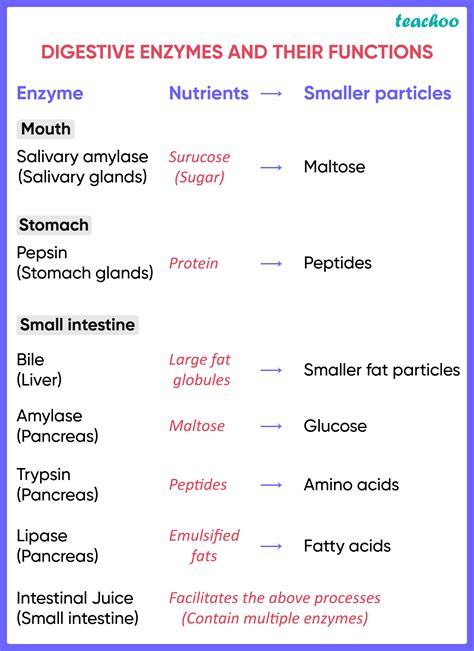 Function Of Digestive Enzymes Ncert