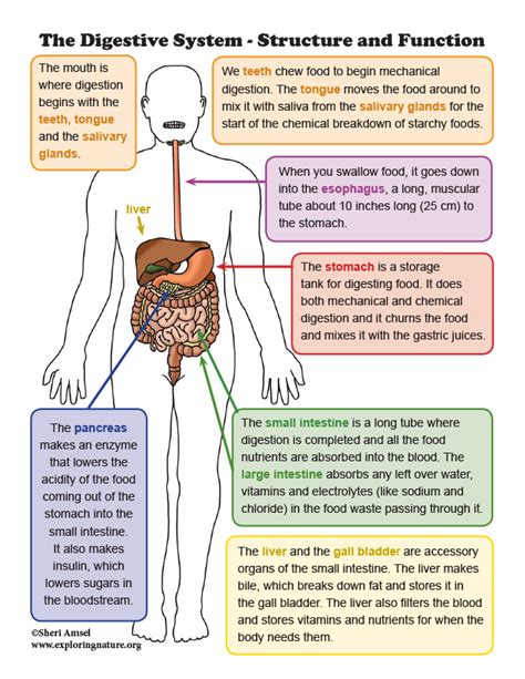 function of digestive system for class 5