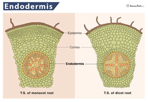 function of endodermis in plants