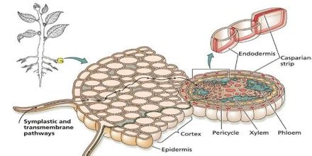 function of endodermis in plants roots